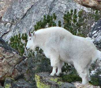 Mountain Goats in the Ruby Mountains