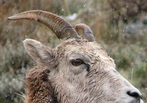 how to age bighorn ewes